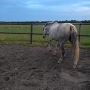 Pura Raza Española Libertad XLIII