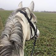 Pura Raza Española Libertad XLIII
