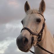 Anden særlig race Frembjerg's Angel