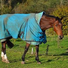Hollandsk Varmblod Ruby's ursella