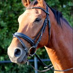 Anden særlig race Anton Årup