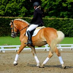 Tyroler Haflinger Stallone af Elghuset *AVLSHINGST*