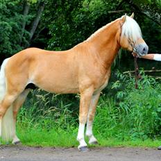 Tyroler Haflinger Stallone af Elghuset *AVLSHINGST*