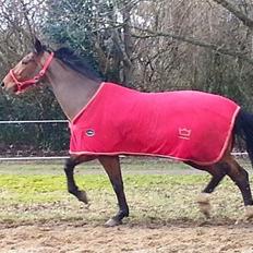 Dansk Varmblod Nygårds Brown Sugar *Himmelhest*