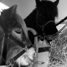 Islænder Komma fra litlu-sandvik