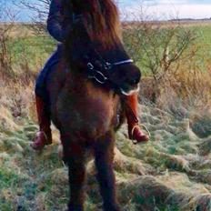 Islænder Komma fra litlu-sandvik