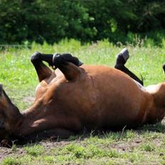 Knabstrupper Meicas Lala