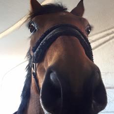 Polsk Varmblod Alvara