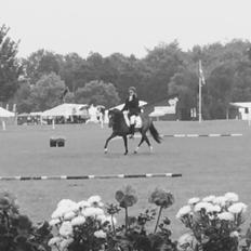 Welsh Partbred (Sec F) Ulrikkaholms Cava [himmelhest]