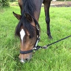 Welsh Partbred (Sec F) Ulrikkaholms Cava [himmelhest]