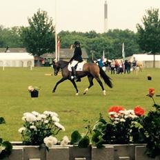 Welsh Partbred (Sec F) Ulrikkaholms Cava [himmelhest]