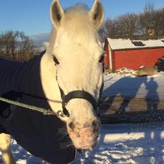 Anden særlig race poplite<3