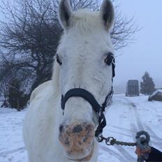 Anden særlig race poplite<3