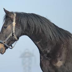 Dansk Varmblod Lexus