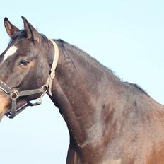 Dansk Varmblod Bøgegårdens lord