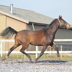 Dansk Varmblod Bøgegårdens lord