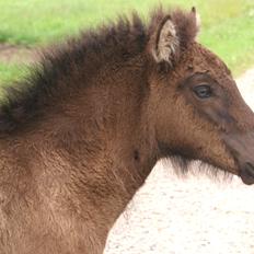 Islænder Dísa fra Lysenge