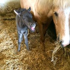 Islænder Dísa fra Lysenge