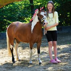 Pinto Unique  *SØGER NYT HJEM*