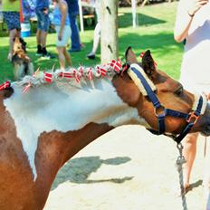 Pinto Unique  *SØGER NYT HJEM*