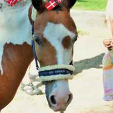 Pinto Unique  *SØGER NYT HJEM*