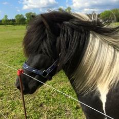 Anden særlig race Roosgårdens Viktor 