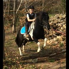 Anden særlig race Roosgårdens Viktor 