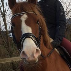 Anden særlig race Milando