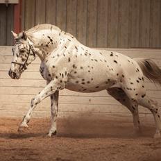 Knabstrupper Noble af kronplet