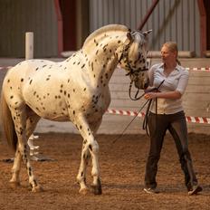 Knabstrupper Noble af kronplet