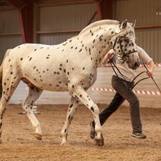 Knabstrupper Noble af kronplet