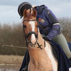 Pinto Hedegårdens safiro