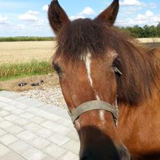 Anden særlig race Felix