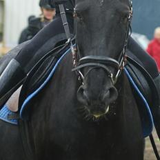 Anden særlig race  Pomkin