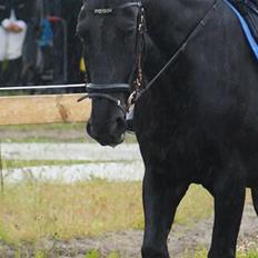 Anden særlig race  Pomkin