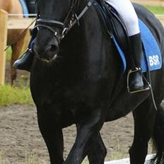 Anden særlig race  Pomkin