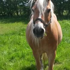 Haflinger czarina