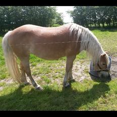 Haflinger czarina