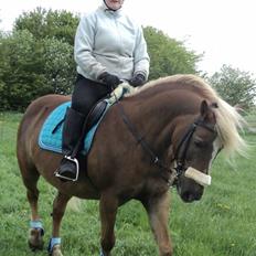 Haflinger Isabel