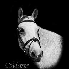 Anden særlig race Marie After Eight