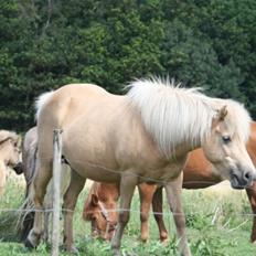 Islænder Freyja fra isafold