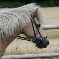 Islænder Freyja fra isafold