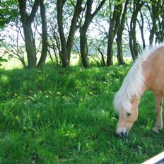 Islænder Freyja fra isafold