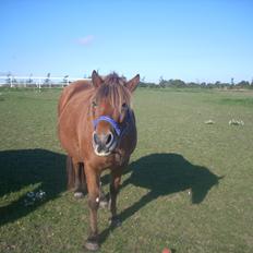 Anden særlig race waliska
