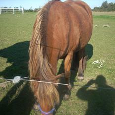 Anden særlig race waliska