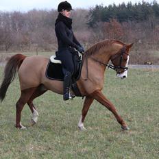 Sportsaraber (A) Ryttergårdens Shakie (Solgt)