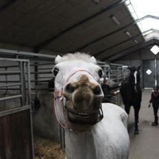 Anden særlig race Justice