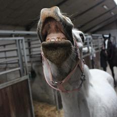 Anden særlig race Justice