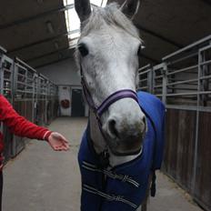 Anden særlig race Justice