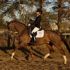 Hollandsk Varmblod Daan - SOLGT !